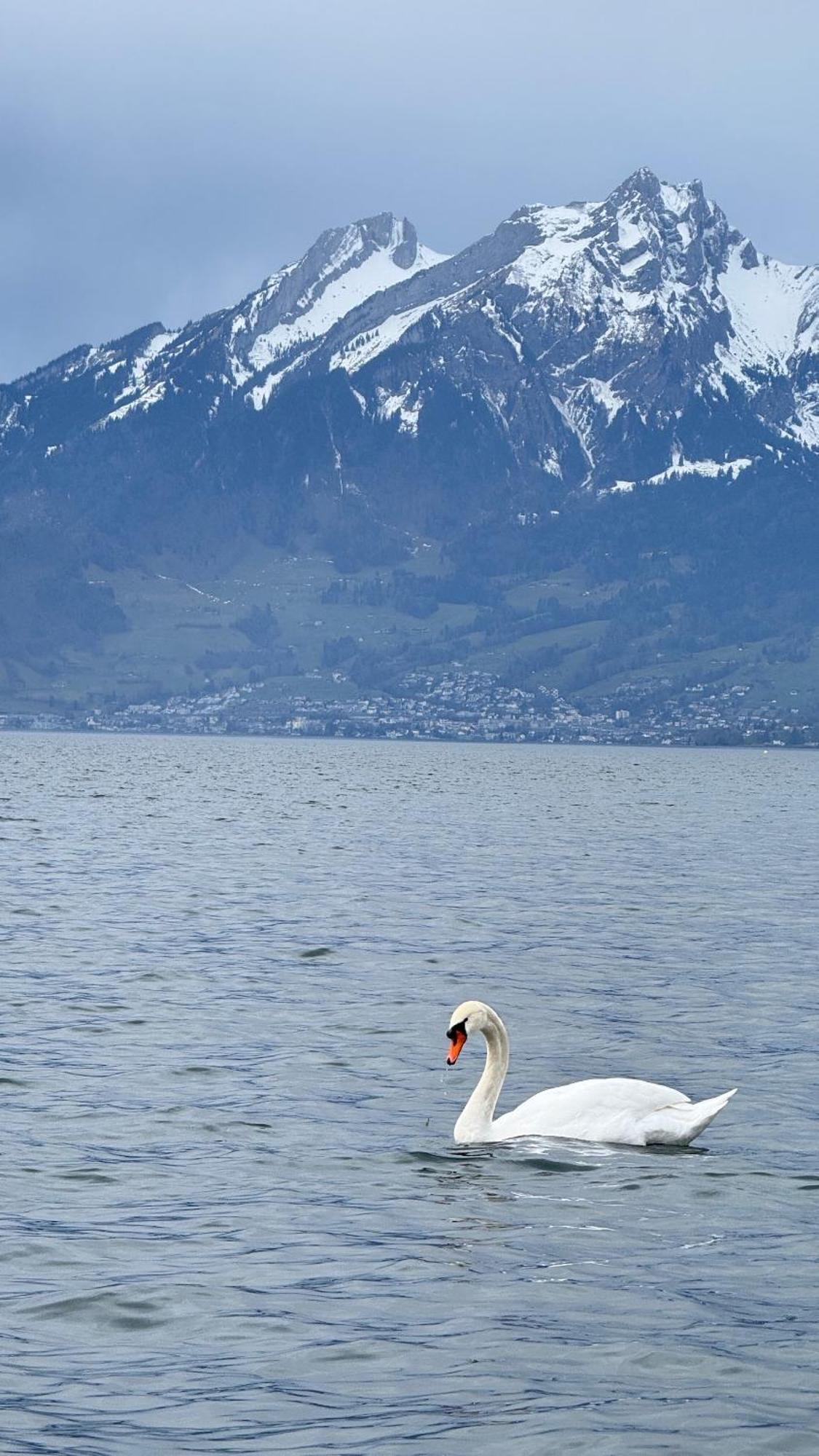Seehotel Schwert ゲルサウ エクステリア 写真